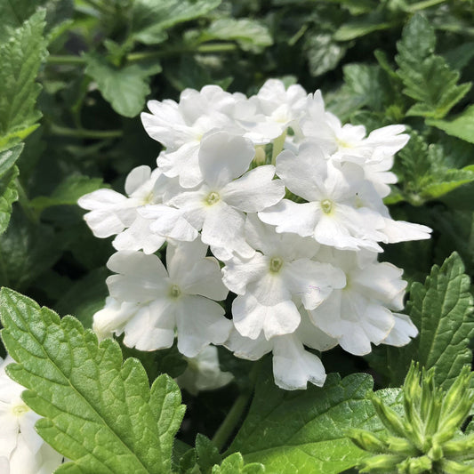 Close-up of Superbena® Whiteout™ Verbena showcases clusters of small, white five-petaled blooms with light green centers amid green leaves—a graceful trailing groundcover and eye-catching white annual - Photo Property of Garden Crossings LLC.
