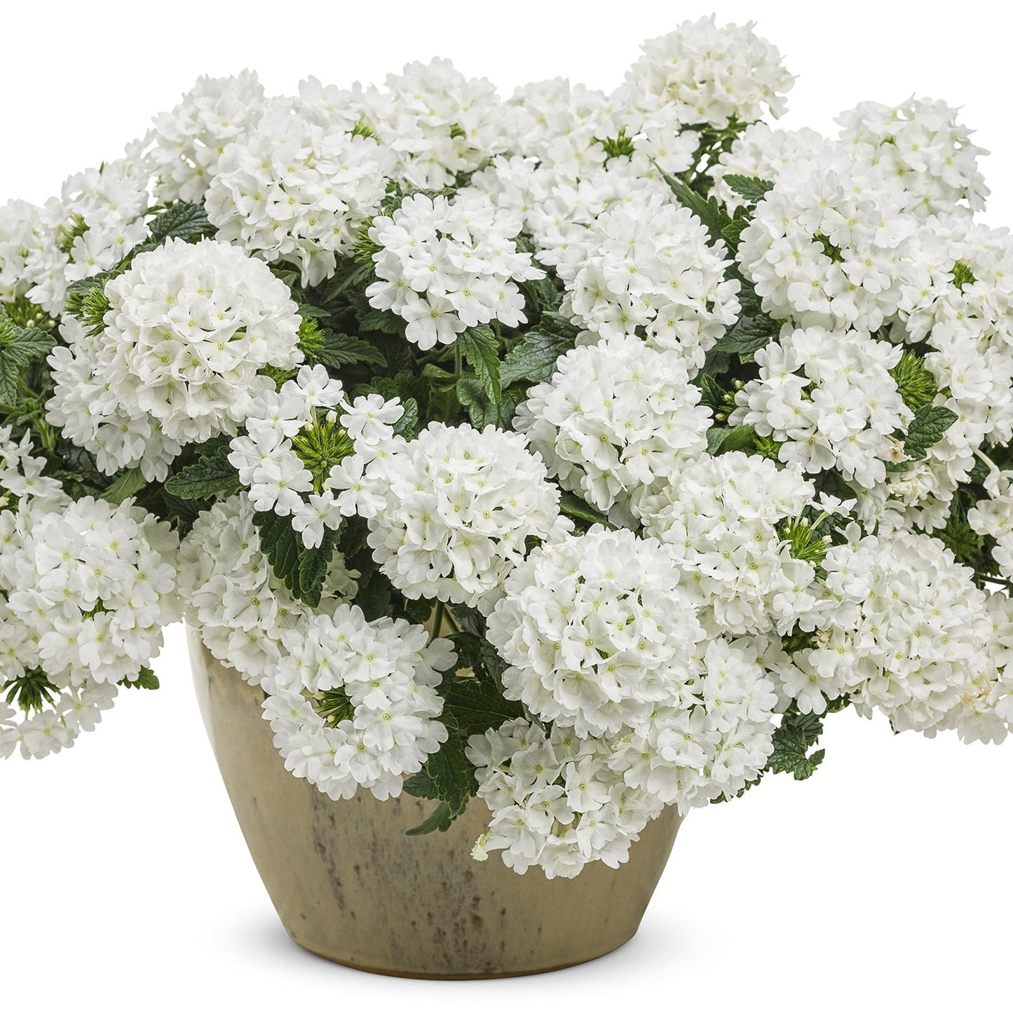 A beige ceramic pot displays lush green foliage and clusters of Superbena® Whiteout™ Verbena, featuring vibrant small white blooms, set against a white background - Photo Courtesy of Proven Winners, Inc. Decorative pot not included.