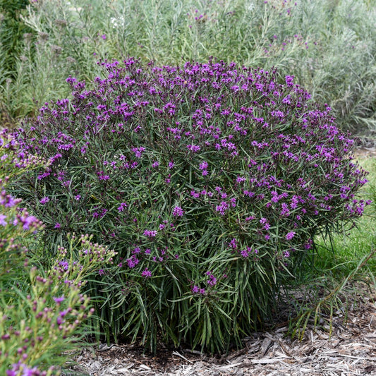Prairie Princess' Ironweed (Vernonia) is a dense, rounded shrub with narrow green leaves and vibrant purple flower clusters that add bold color to mulched pollinator gardens alongside native perennials - Photo Courtesy of Walters Gardens, Inc.