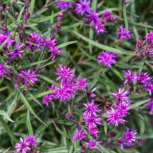 Close-up of Prairie Princess' Ironweed (Vernonia) features clusters of bright purple, spiky-petaled flowers and narrow green leaves - Photo Courtesy of Walters Gardens, Inc.