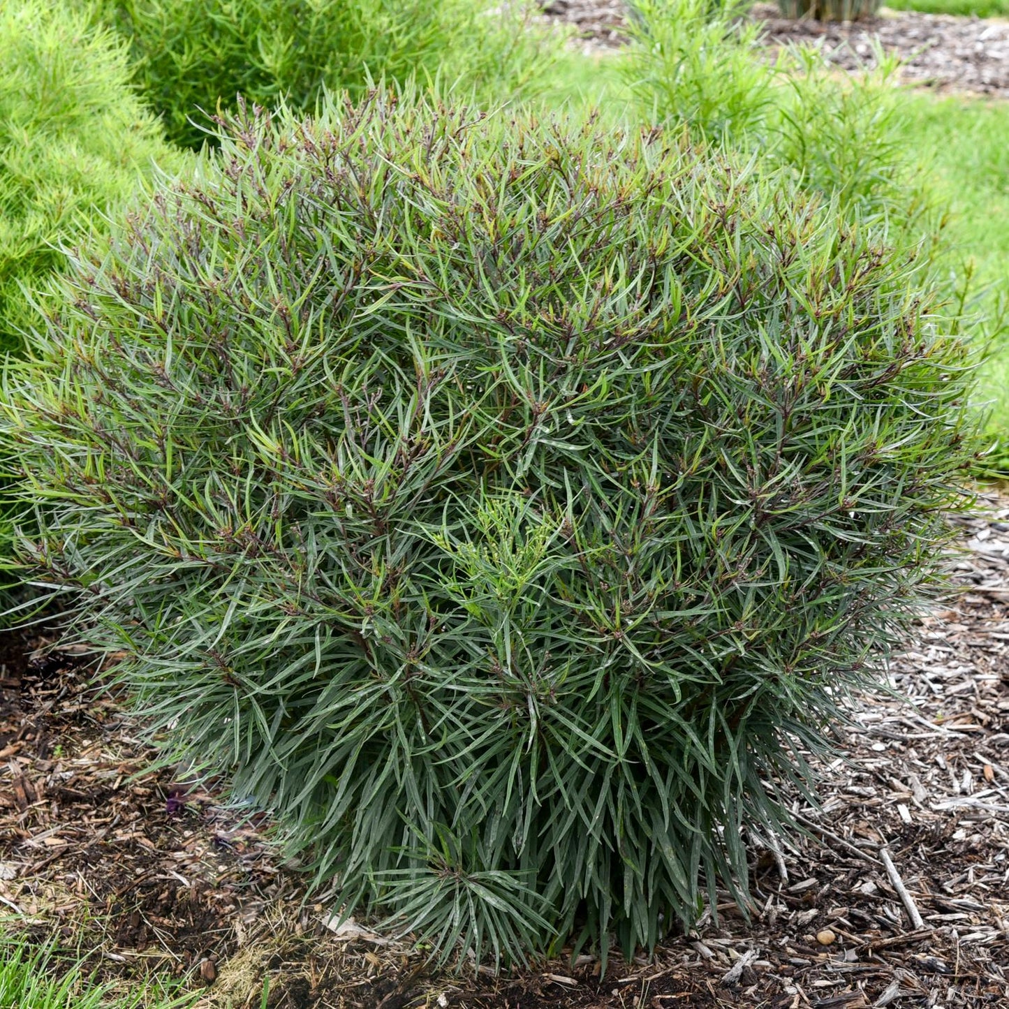 Prairie Princess' Ironweed (Vernonia) is a dense, round shrub with long, narrow green leaves in a mulched garden bed - Photo Courtesy of Walters Gardens, Inc.
