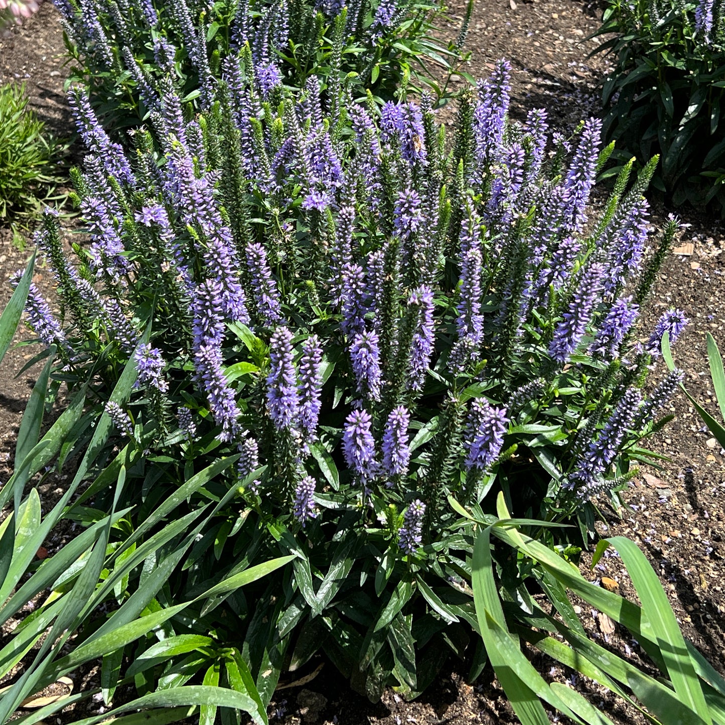 Magic Show® 'Ever After' Spike Speedwell (Veronica) - Photo Property of Garden Crossings LLC