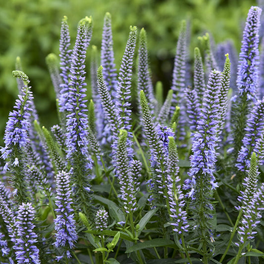 Magic Show® 'Ever After' Spike Speedwell (Veronica) - Photo Courtesy of Proven Winners, Inc.