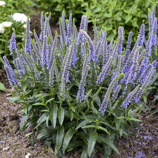 A cluster of Magic Show® 'Ever After' Spike Speedwell (Veronica) features slender purple-blue flower spikes and green lance-shaped leaves - Photo Courtesy of Proven Winners, Inc.