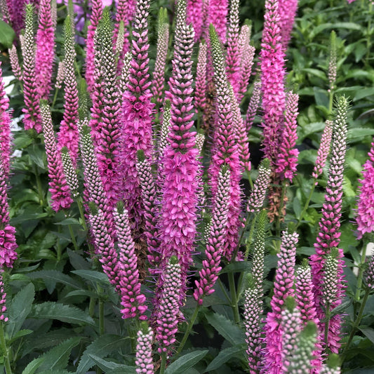 Close-up of tall spikes of vibrant pink flowers rise above green foliage on the compact Magic Show® 'Pink Potion' Spike Speedwell (Veronica) creating a lush, colorful garden scene with blooms in all stages - Photo Property of Garden Crossings LLC.