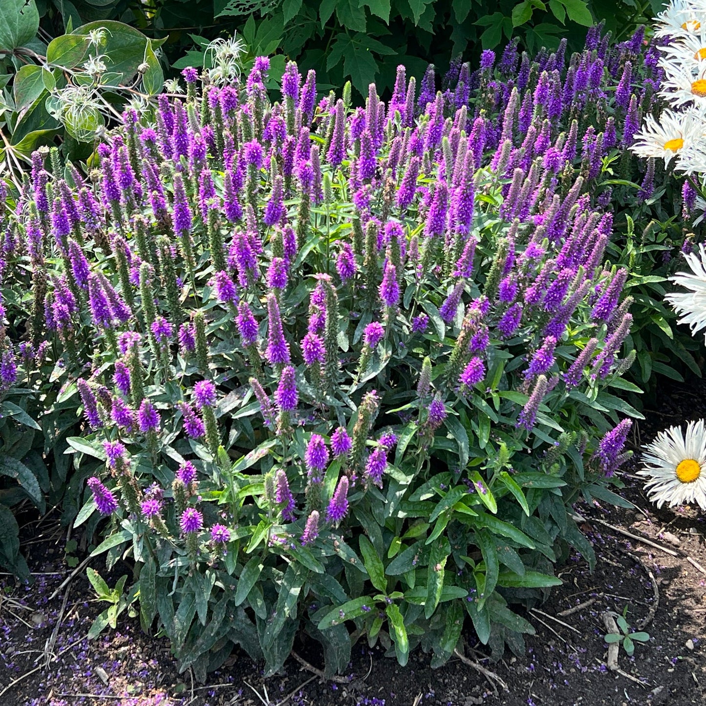 Magic Show® 'Purple Illusion' Spike Speedwell (Veronica)with upright purple flower spikes among green leaves and white daisy-like blooms grow next to it in the garden, vibrant in sunlight - Photo Property of Garden Crossings LLC.