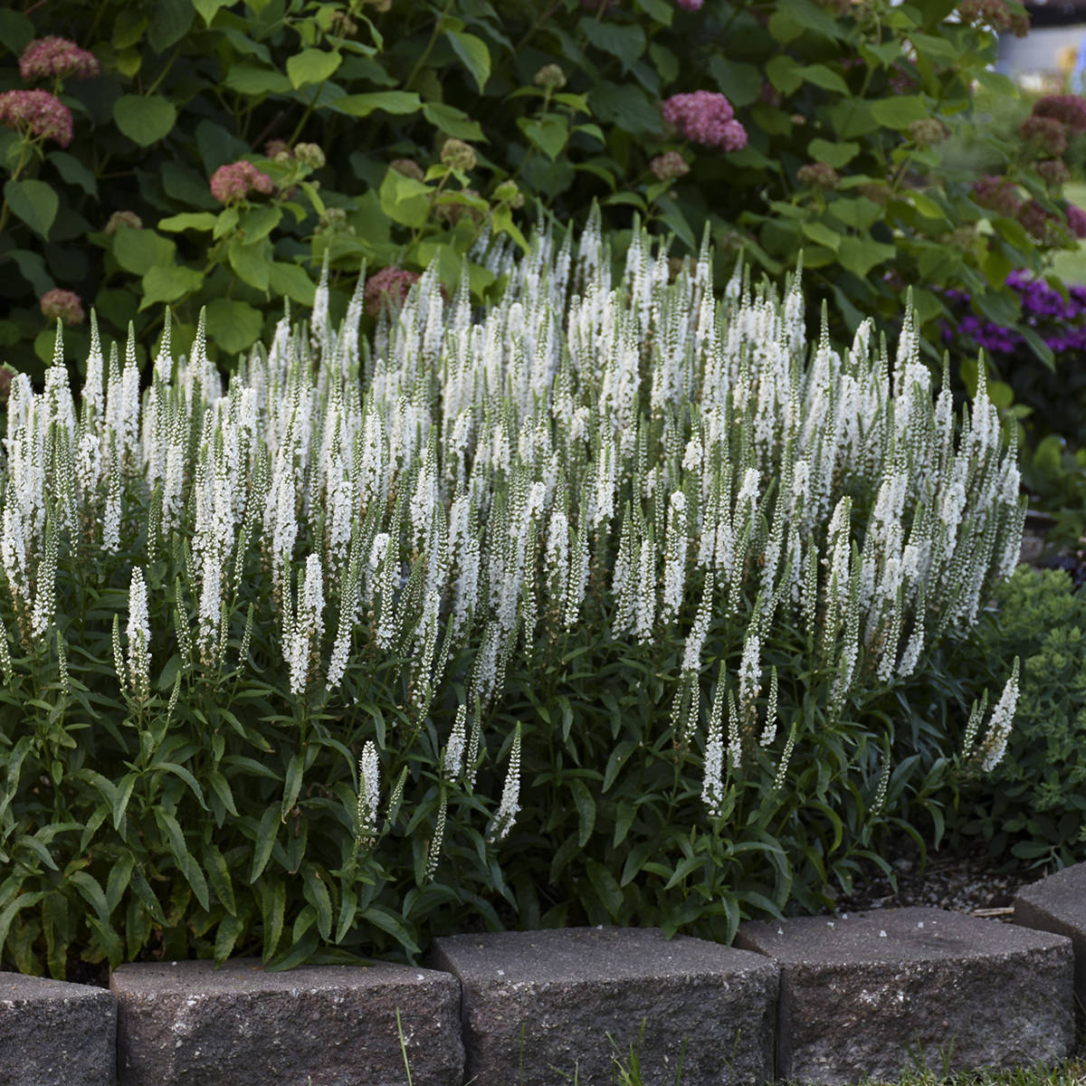 A garden bed bordered by stone bricks features Magic Show® 'White Wands' Spike Speedwell (Veronica) with tall white flower spikes, surrounded by lush green foliage and other blooming plants - Photo Courtesy of Walters Gardens, Inc.