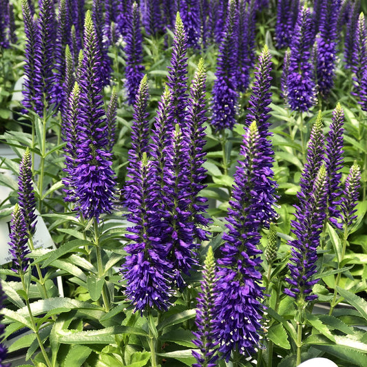 Tall spikes of vibrant purple flowers, like Magic Show® 'Wizard of Ahhs' Spike Speedwell (Veronica), grow with slender green leaves in dense clusters - Photo Property of Garden Crossings LLC.