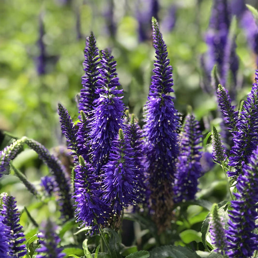 Close-up of the tall spikes of vibrant purple Magic Show® 'Wizard of Ahhs' Spike Speedwell (Veronica) bloom densely among green foliage, with more Spike Speedwell and lush greenery softly blurred in a sunlit garden backdrop - Photo Property of Garden Crossings LLC.