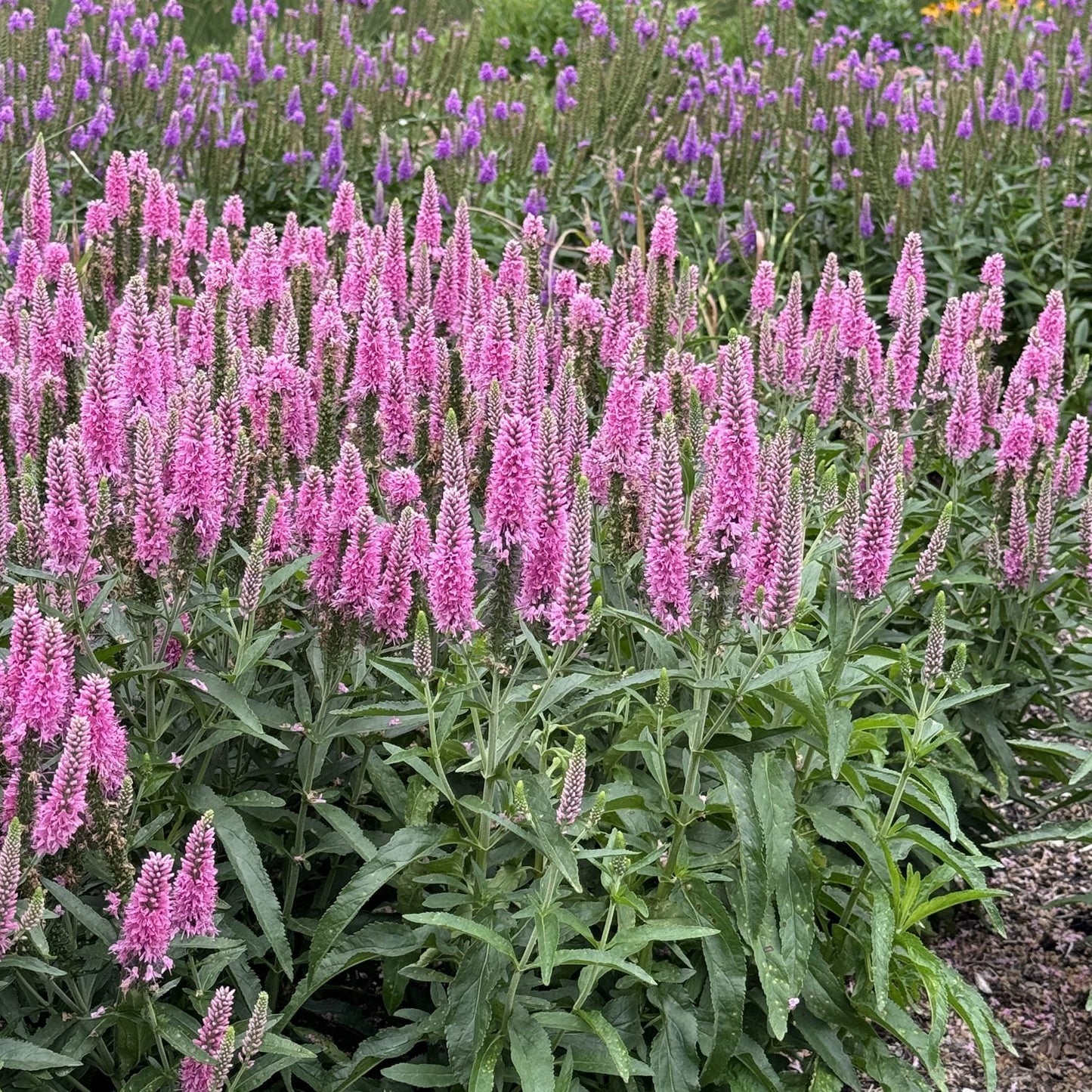 Clusters of tall Skyward™ Pink Spike Speedwell (Veronica) with vibrant pink spikes and lush green leaves grow densely in front, while more purple flowers bloom behind, creating a lively splash of color in the garden - Photo Property of Garden Crossings LLC.