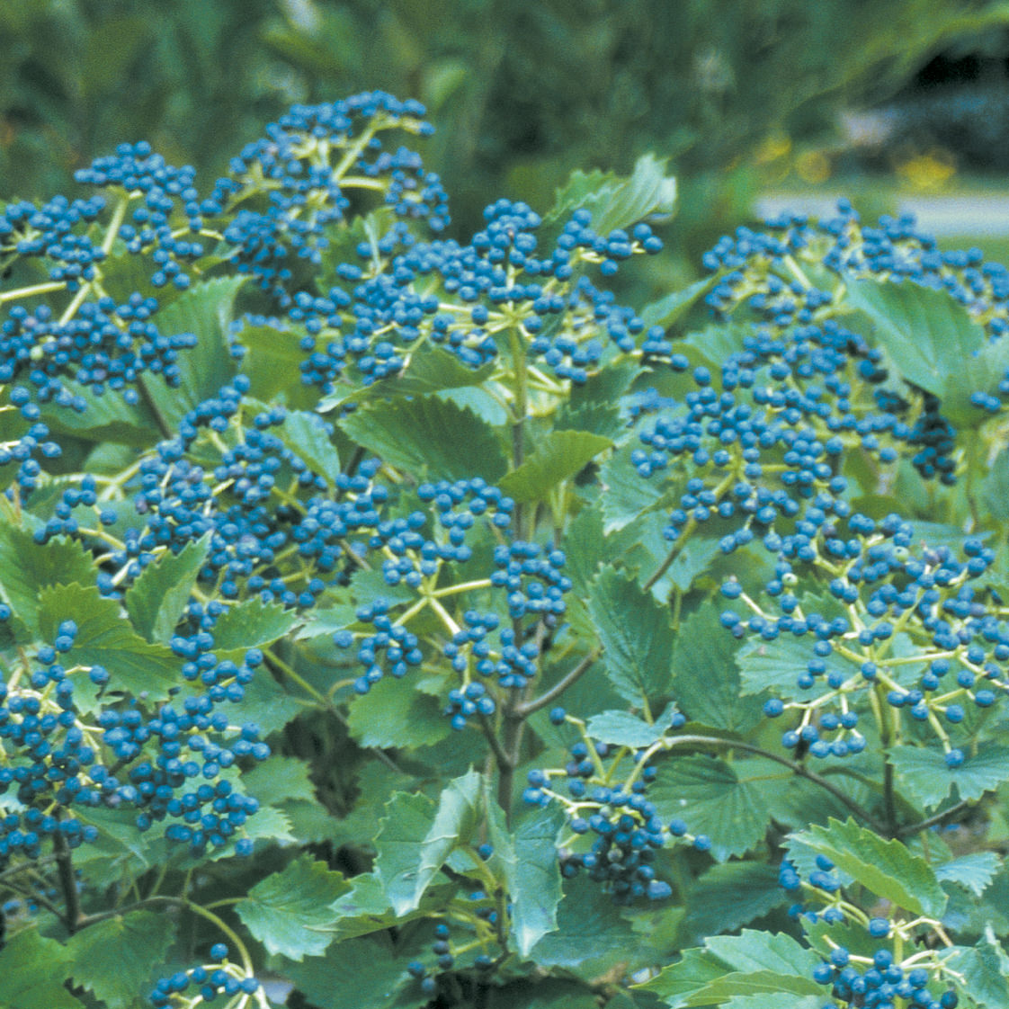 Clusters of small, vibrant blue berries grow on green stems of the Blue Muffin® Arrowwood (Viburnum), a deer-resistant shrub, with dense foliage and blurred greenery in the background - Photo Courtesy of Proven Winners, Inc.