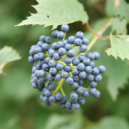 Blue Muffin® Arrowwood (Viburnum) - Photo Courtesy of Proven Winners, Inc.
