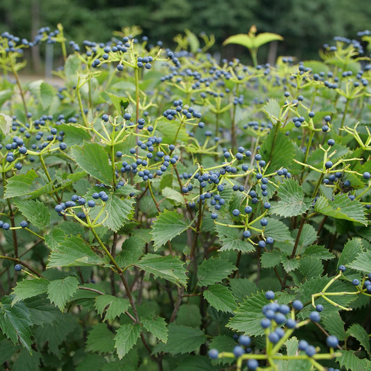 Blue Muffin® Arrowwood (Viburnum) - Photo Courtesy of Proven Winners, Inc.