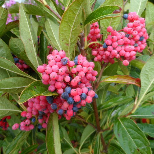 Clusters of vibrant pink and deep blue berries grow among veined, elongated green leaves on the Brandywine™ Witherod (Viburnum), where tightly packed berry bunches cover this eye-catching flowering shrub. - Photo Property of Garden Crossings LLC