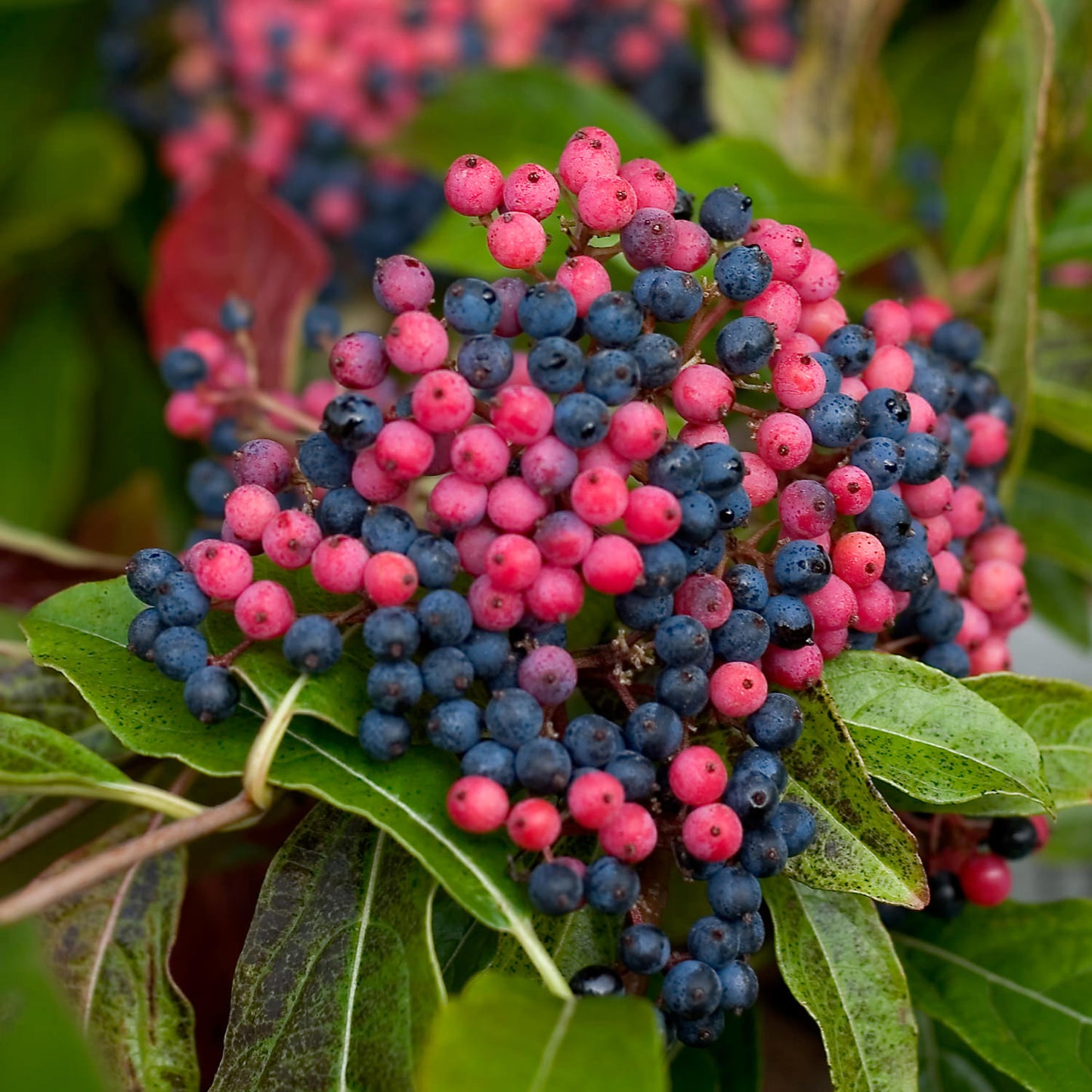 Brandywine™ Witherod (Viburnum) - Photo Courtesy of Proven Winners, Inc.