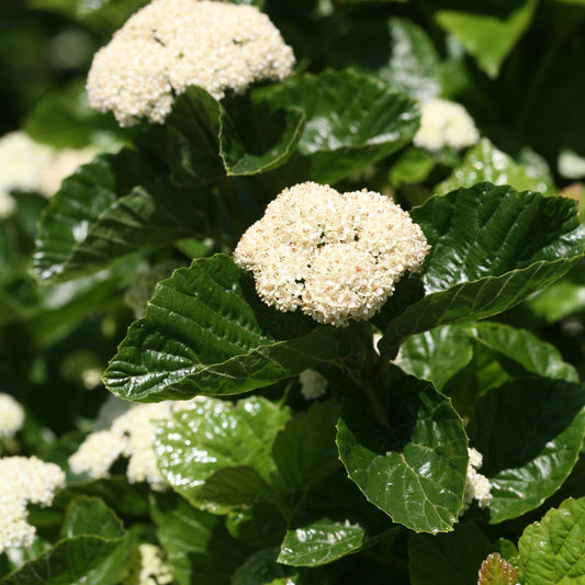 Clusters of small white flowers bloom above glossy, serrated dark green leaves on the self-pollinating Glitters & Glows® Viburnum, adding a vibrant and lush look in bright sunlight. - Photo Courtesy of Proven Winners, Inc.