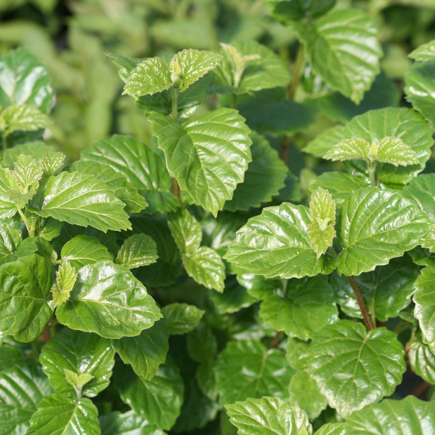Close-up of lush, serrated, glossy green leaves and new light green growth on Glitters & Glows® Viburnum, a self-pollinating shrub with blue fruit, set against a softly blurred green background. - Photo Courtesy of Proven Winners, Inc.
