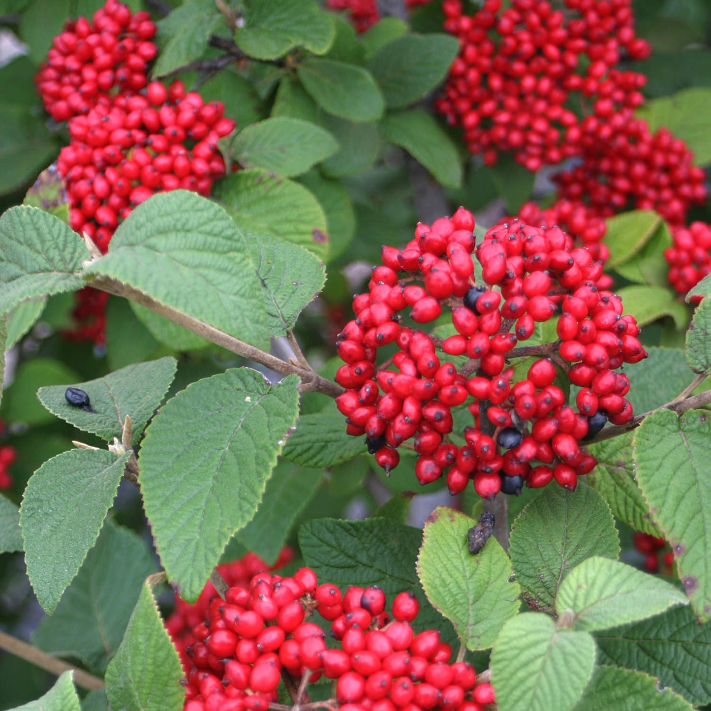 Clusters of bright red berries grow densely on Red Balloon® Lantanaphyllum (Viburnum) with green, veined, textured leaves. - Photo Courtesy of Proven Winners, Inc.