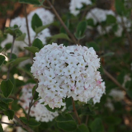 A close-up of small, white, star-shaped flowers with light pink hints on the Spice Baby™ Koreanspice (Viburnum) shrub, surrounded by green leaves and softly blurred foliage in the background. - Photo Courtesy of Proven Winners, Inc.