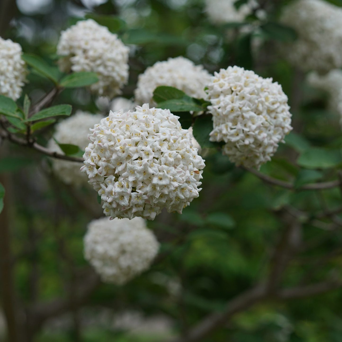 Close-up of white, round flower clusters on fragrant Spice Cowboy™ Koreanspice Viburnum with green leaves that adds beauty and resilience to any landscape. - Photo Courtesy of Proven Winners, Inc.