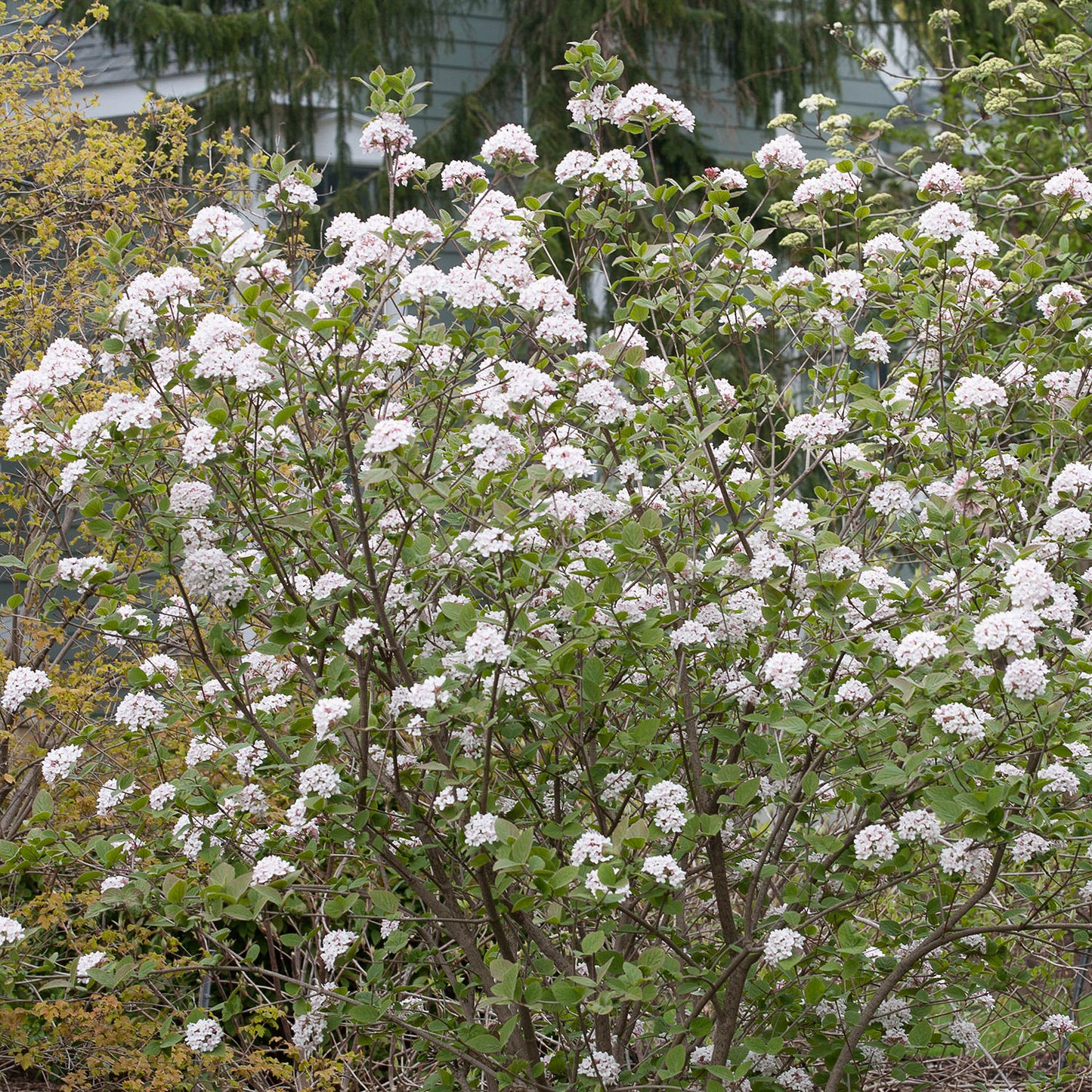 Spice Girl® Koreanspice (Viburnum) - Photo Courtesy of Proven Winners, Inc.