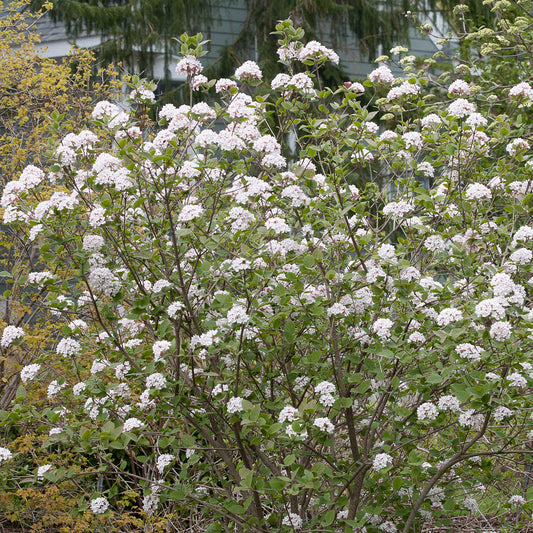 Spice Girl® Koreanspice (Viburnum) - Photo Courtesy of Proven Winners, Inc.
