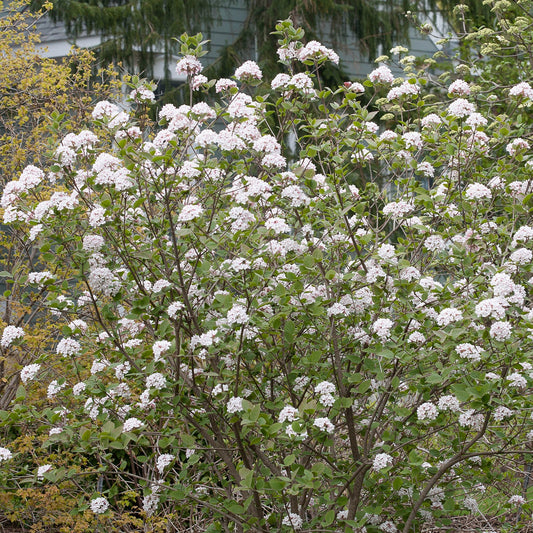 Spice Girl® Koreanspice (Viburnum) is a large, deer-resistant shrub with clusters of fragrant white flowers and green leaves, blooming beautifully outdoors to add charm and scent to your landscape. - Photo Courtesy of Proven Winners, Inc.