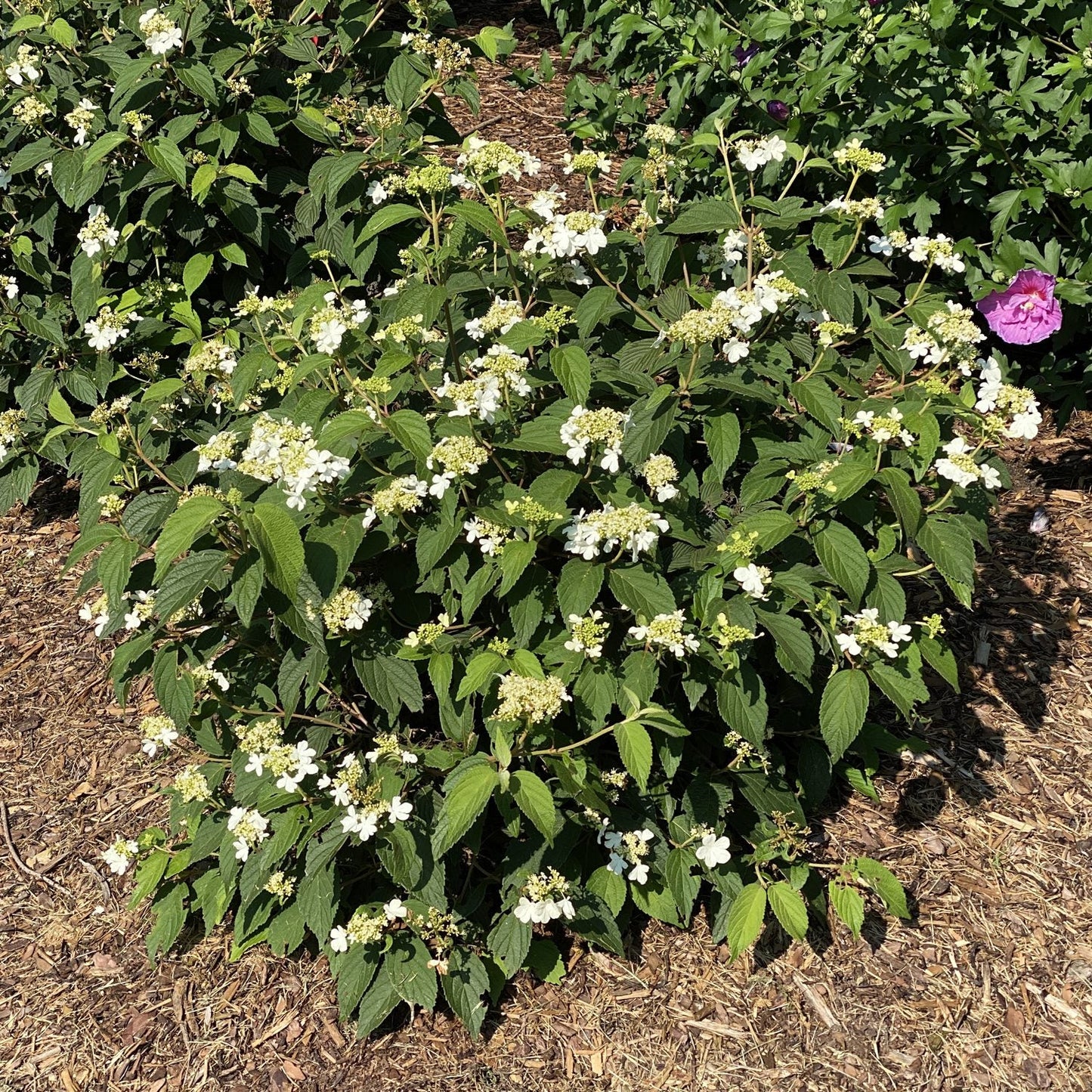 Top-down view of a Steady Eddy® Doublefile (Viburnum) shrub with clusters of small white flowers grows in a mulched garden bed, while a plant with a single purple flower appears in the background - Photo Property of Garden Crossings LLC