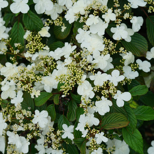 Clusters of white flowers and buds with textured green leaves fill the image, showcasing the dense, blooming Steady Eddy® Doublefile (Viburnum)—perfect for gardens needing deer-resistant plants. - Photo Courtesy of Proven Winners, Inc.