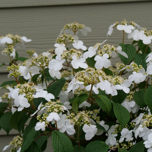 The Steady Eddy® Doublefile (Viburnum), a deer-resistant, flowering shrub with clusters of white blooms and green leaves, is blooming in front of a light gray, horizontally paneled wall. - Photo Courtesy of Proven Winners, Inc.