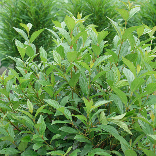 Sweet Talker® Fragrant (Viburnum) is a dense shrub with slender, upright branches and elongated, serrated green leaves—perfect for privacy hedges. Taller evergreen trees with needle-like foliage are visible in the blurred background. - Photo Courtesy of Proven Winners, Inc.