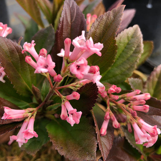 Clusters of fragrant pink flowers with dark centers bloom among glossy, deep green and reddish-brown leaves on Sweet Talker® Fragrant (Viburnum), a compact evergreen ideal for use as a privacy hedge in your garden. - Photo Courtesy of Proven Winners, Inc.