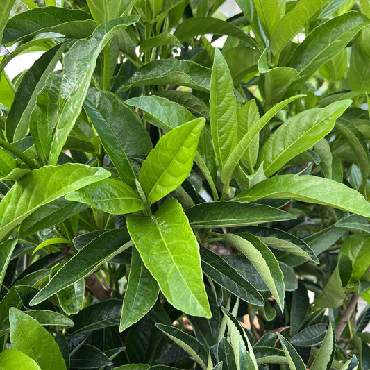 A close-up of lush, green leaves on the Yardline® Viburnum showcases overlapping foliage with vibrant shades and dense layering on this columnar evergreen shrub. - Photo Property of Garden Crossings LLC