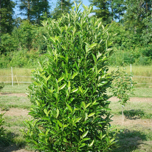 A Yardline® Viburnum, a tall columnar evergreen shrub with dense glossy leaves, stands in an outdoor garden on grassy ground with trees in the background under bright sunlight. - Photo Courtesy of Proven Winners, Inc.