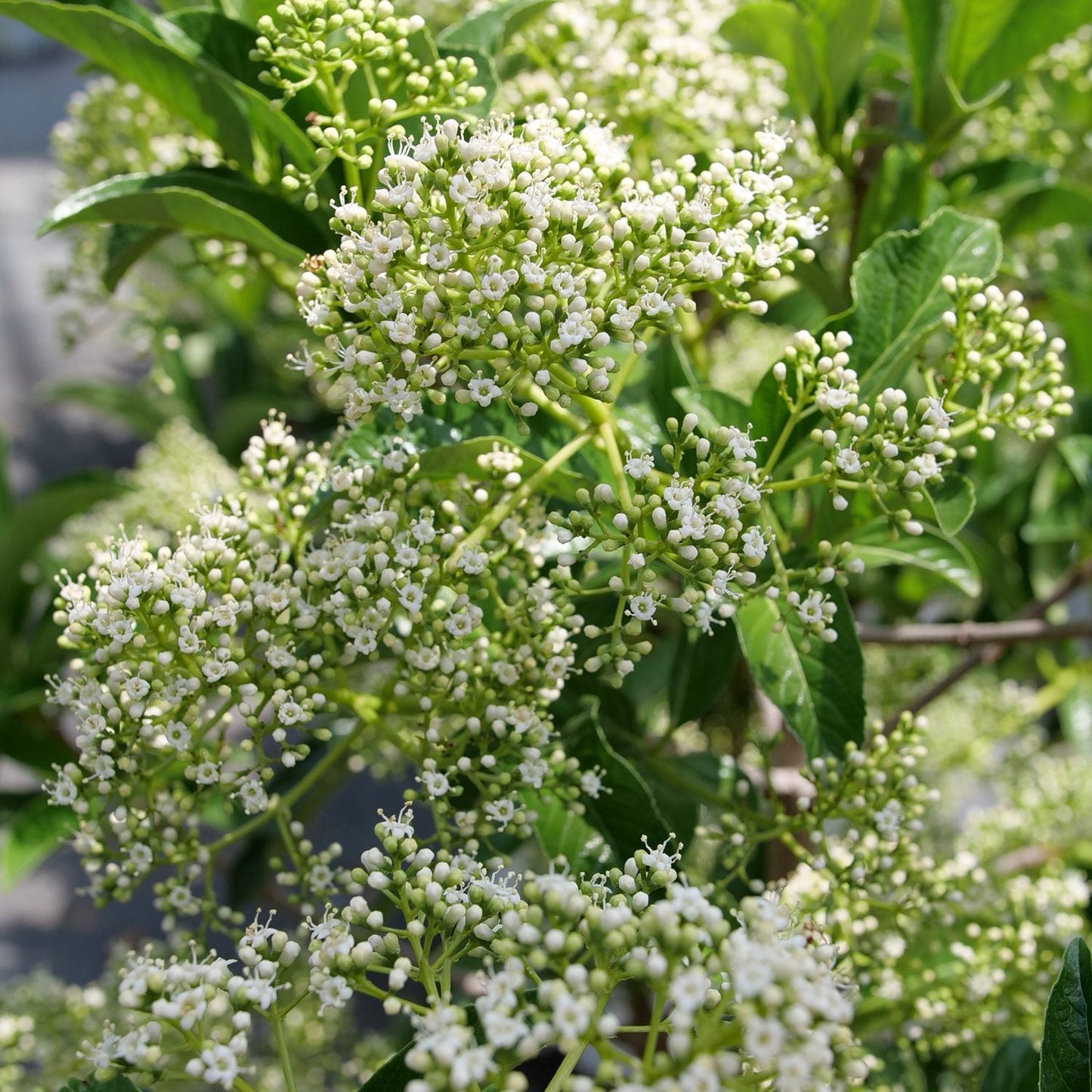 Clusters of small, white flowers bloom on the Yardline® Viburnum, a drought-tolerant shrub with delicate blossoms densely packed among green leaves for a lush, vibrant look. - Photo Courtesy of Proven Winners, Inc.