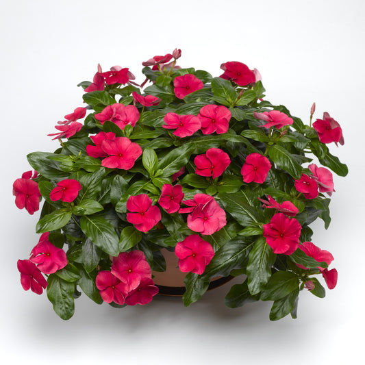 Cora® Cascade Cherry Vinca (Catharanthus) - Photo Courtesy of Ball Horticulure, Inc.