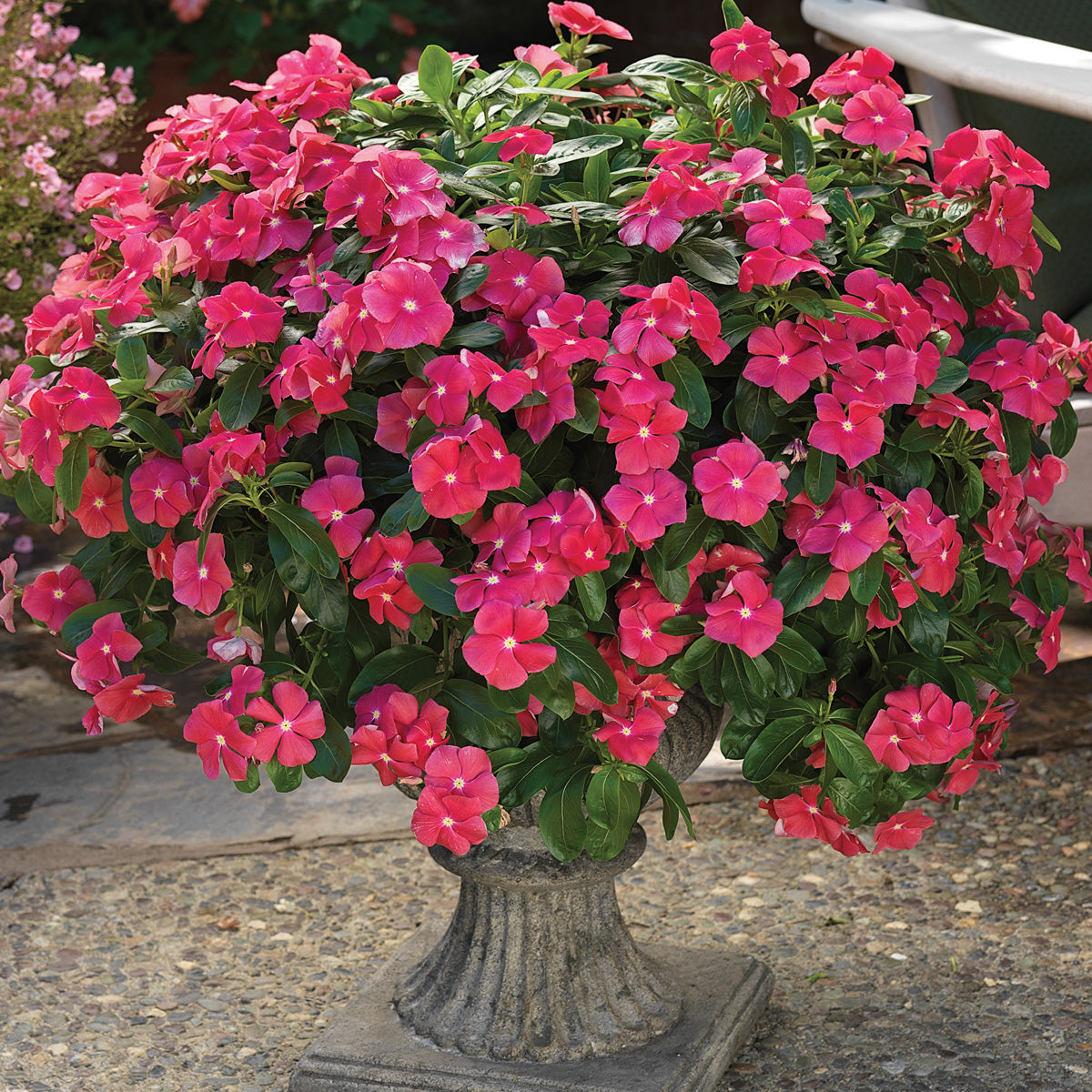 A stone planter on the patio displays lush green leaves and vibrant Cora® Cascade Cherry Vinca (Catharanthus), drought-tolerant blooms, with additional plants providing a colorful backdrop - Photo Courtesy of Ball Horticulture, Inc. Decorative pot not included.