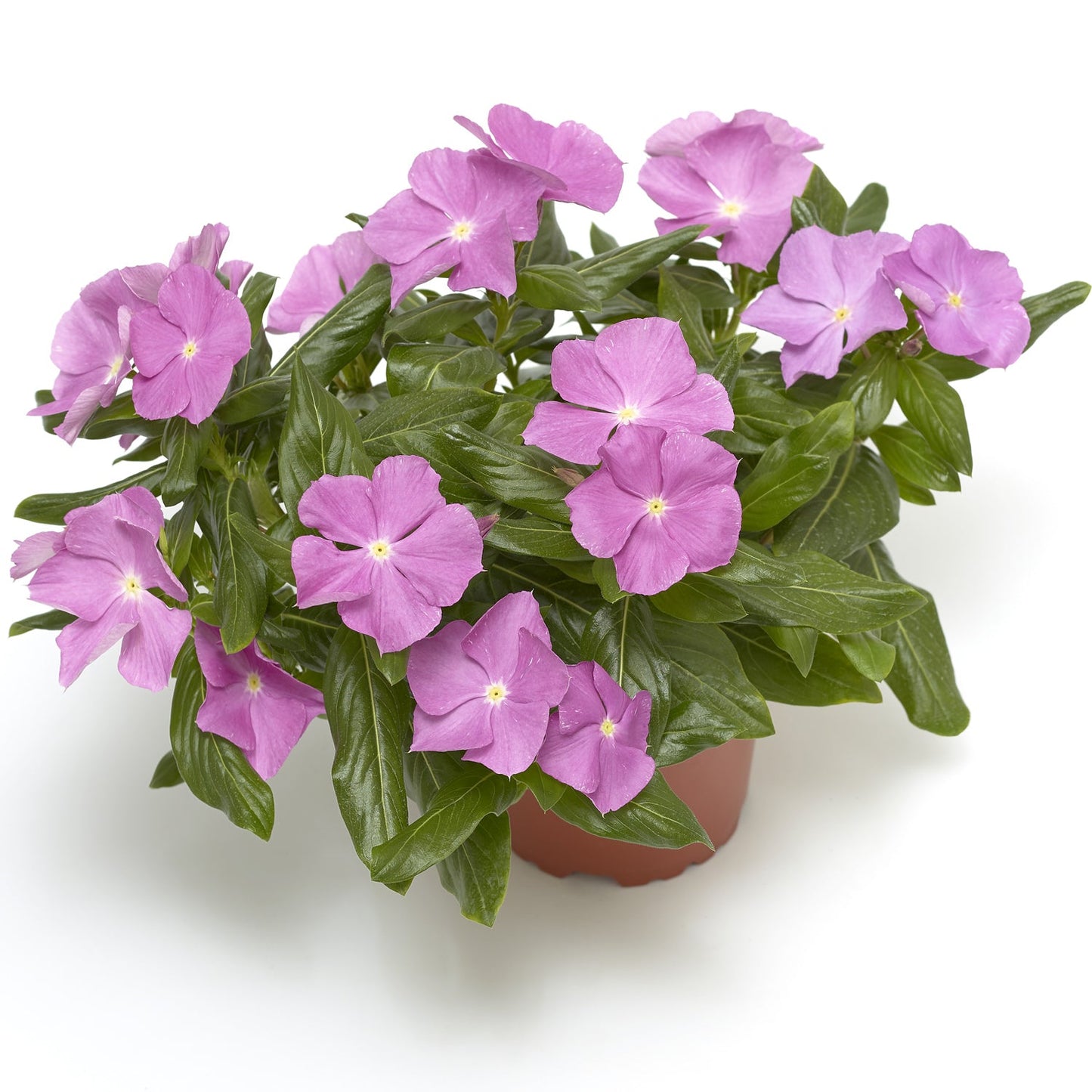 A drought-tolerant potted Cora® Cascade Lavender with Eye Vinca (Catharanthus) with numerous bright lavender flowers and glossy green leaves, set against a white background - Photo Courtesy of Ball Horticulture, Inc. Decorative pot not included.