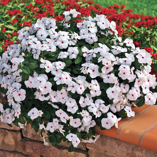 Cora® Cascade Polka Dot Vinca (Catharanthus) - Photo Courtesy of Ball Horticulure, Inc.