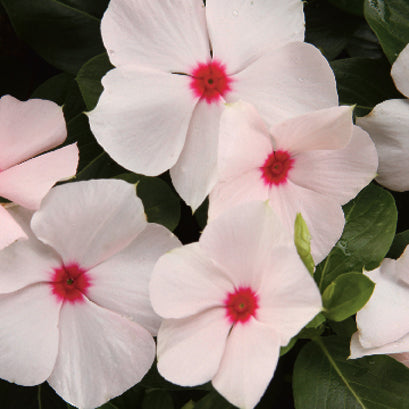 Cora® Cascade Polka Dot Vinca (Catharanthus) features clusters of pale pink, five-petaled blooms with bright red centers amid dark green leaves - Photo Courtesy of Ball Horticulture, Inc.