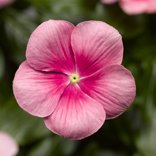 Cora® Cascade Shell Pink® Vinca (Catharanthus) - Photo Courtesy of Ball Horticulure, Inc.