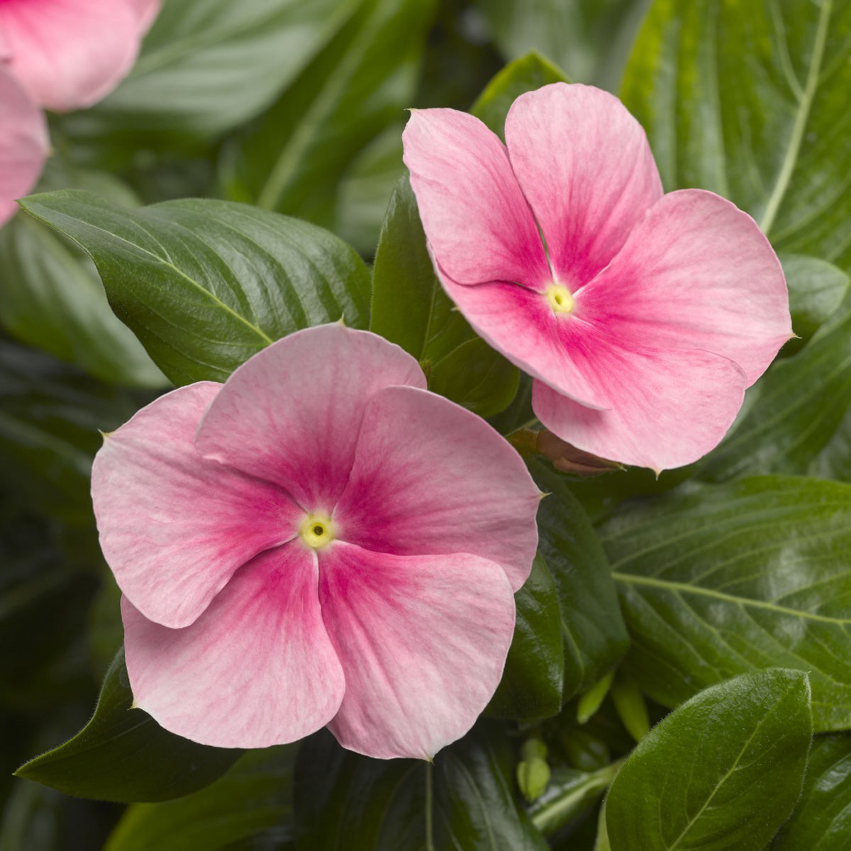 Two pink Cora® Cascade Shell Pink® Vinca (Catharanthus) flowers with dark centers and five petals each, surrounded by glossy green leaves - Photo Courtesy of Ball Horticulture, Inc.