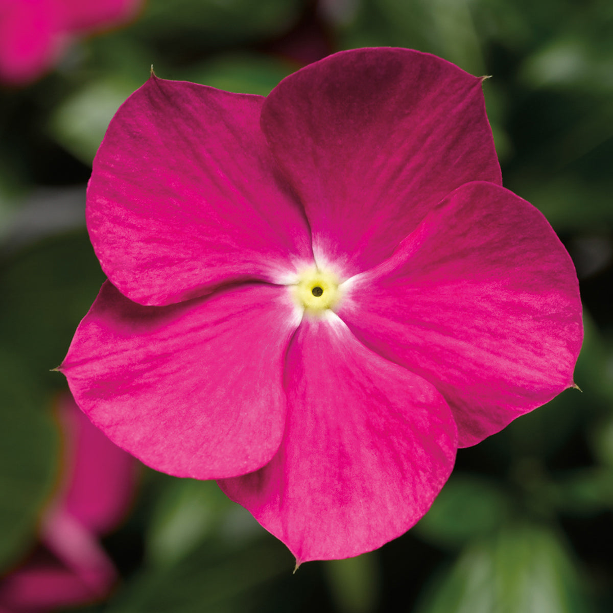 Close-up of a vibrant Cora® Cascade Violet Vinca (Catharanthus) flower with five petals and a small yellow center, set against a blurred green leafy background - Photo Courtesy of Ball Horticulture, Inc.