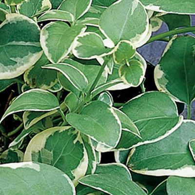 ‘Variegata’ Variegated Vinca Vine (Vinca) is a dense plant with oval green leaves edged in creamy white - Photo Courtesy of Proven Winners, Inc.