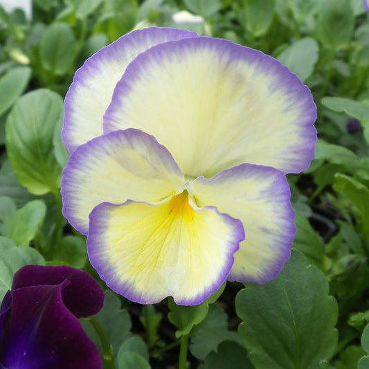 A close-up of 'Etain' Perennial Violet (Viola) shows its fragrant yellow blooms edged in light purple, set among green leaves with a dark purple pansy in the background - Photo Property of Garden Crossings LLC.