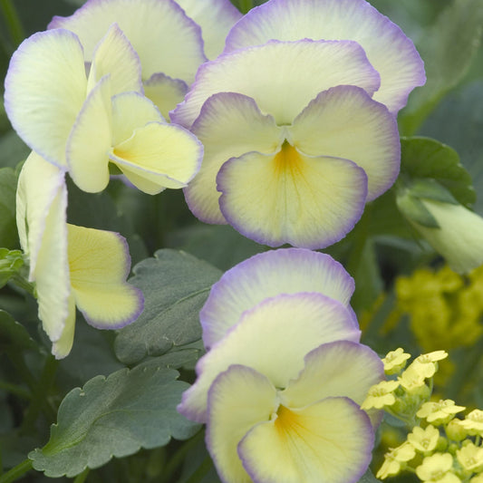 Close-up of 'Etain' Perennial Violet (Viola) features pale yellow flowers with purple edges and soft green leaves, bringing lasting charm and beauty to any garden setting - Photo Courtesy of Walters Gardens, Inc.