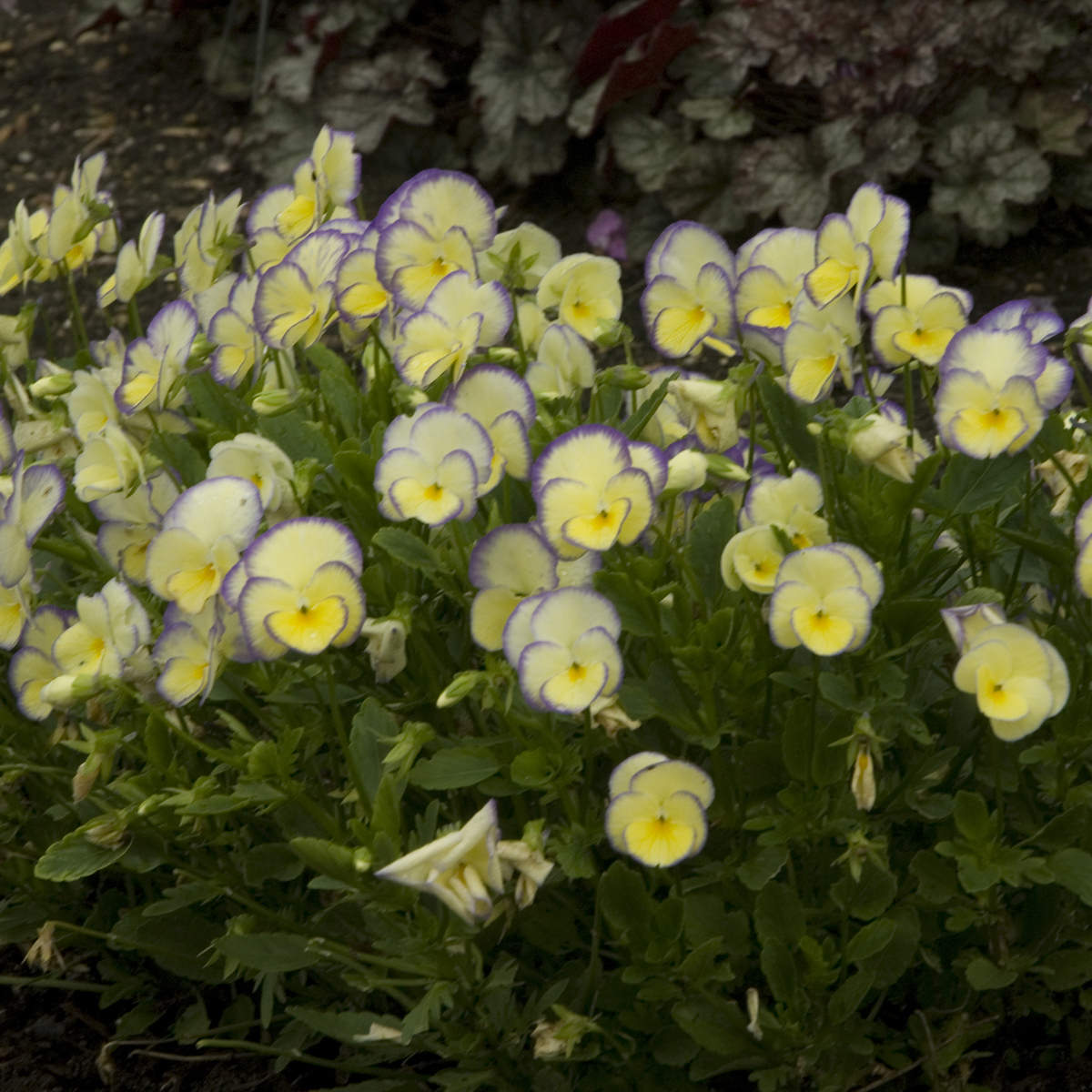 Etain' Perennial Violet (Viola) - Photo Courtesy of Walters Gardens, Inc.