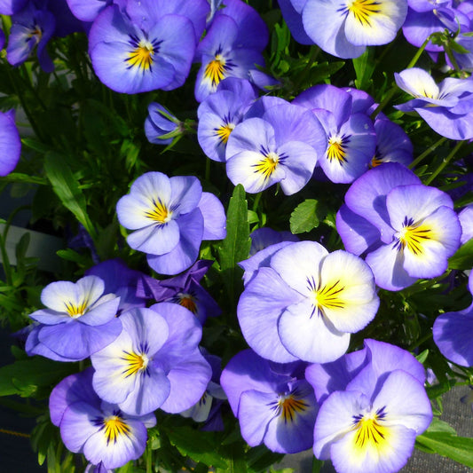 Halo Sky Blue' Perennial Violet (Viola) - Photo Courtesy of Ball Horticulure, Inc.