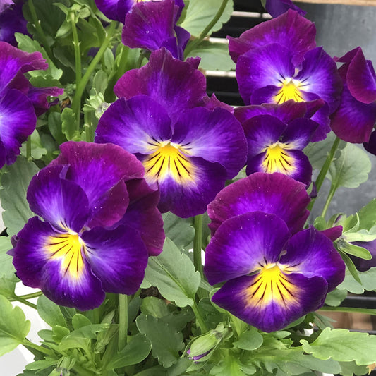 Close-up of vibrant purple 'Halo Violet' Perennial Violet (Viola) flowers with yellow centers and green leaves, blooming in clusters - Photo Property of Garden Crossings LLC.