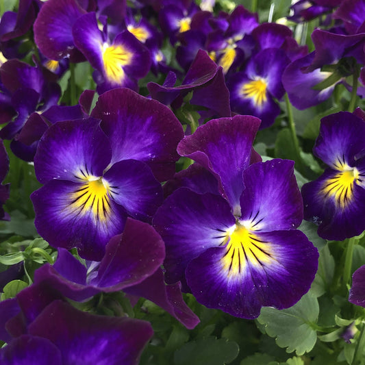 Close-up of 'Halo Violet' Perennial Violet (Viola) flowers with yellow and white centers amid green leaves. Velvety petals and sunlight highlight the rich, vibrant colors of this showy perennial - Photo Property of Garden Crossings LLC.